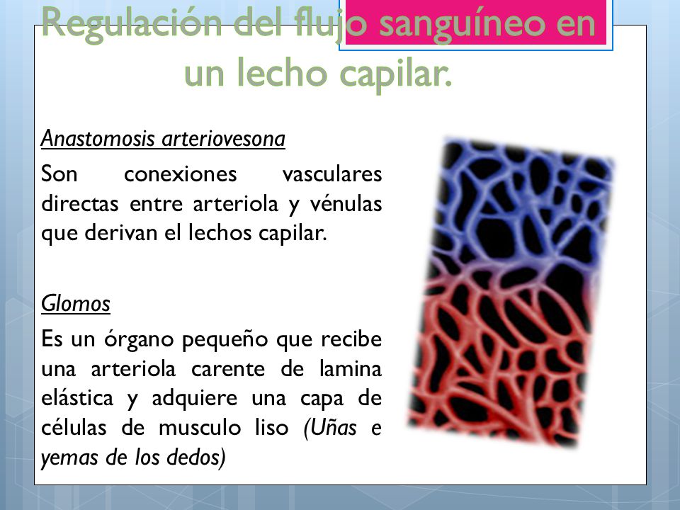 lecho capilar adalahi